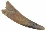 Fossil Pterosaur (Siroccopteryx) Tooth - Morocco #216979-1